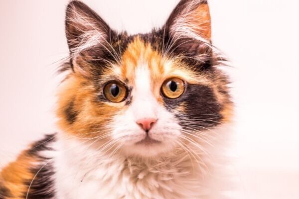 Manga para Gatos