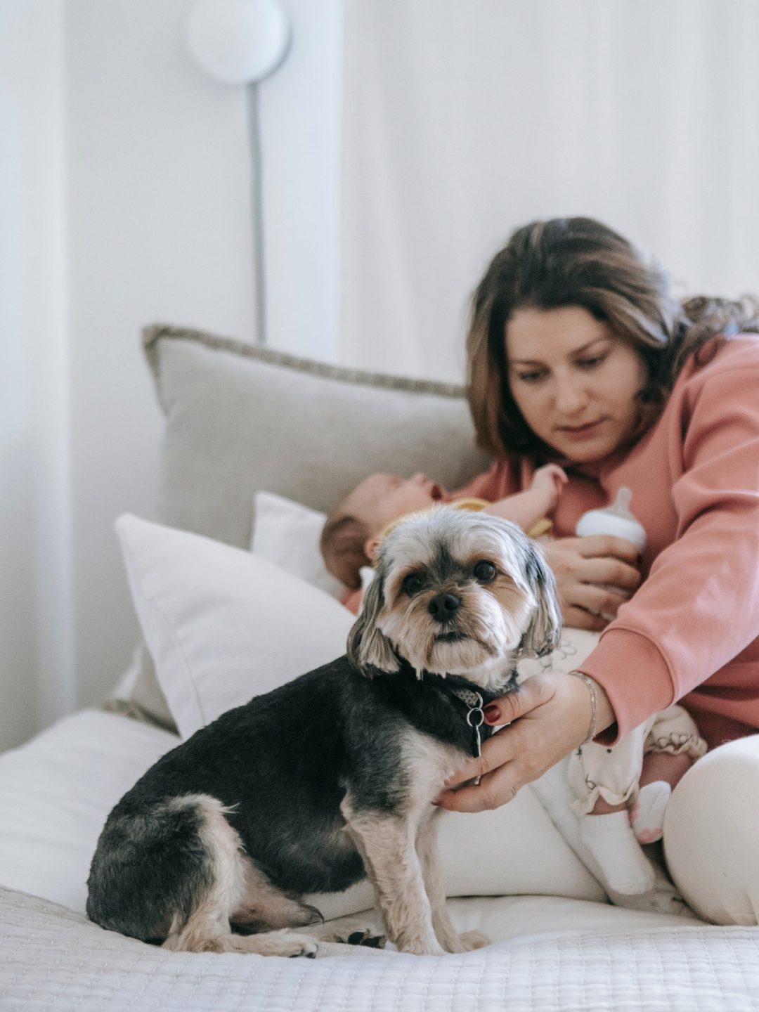 melhor animal de estimação