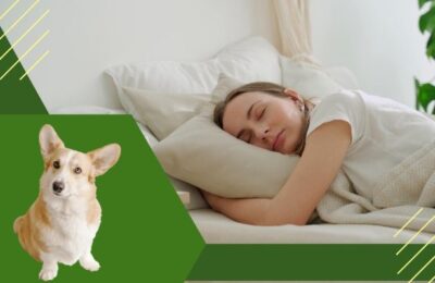 Como Fazer para Levar Cachorro no Avião