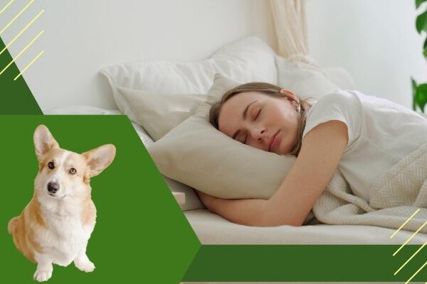 Como Fazer para Levar Cachorro no Avião