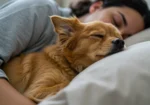 Dormir com Seu Animal de Estimação