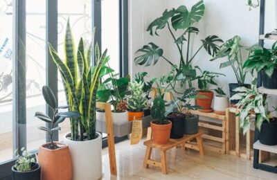 Plantas Tóxicas para Animais Domésticos