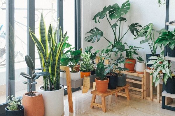 Plantas Tóxicas para Animais Domésticos