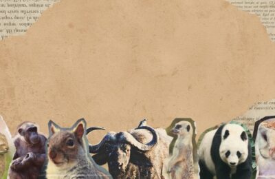 Animais Exóticos de Estimação