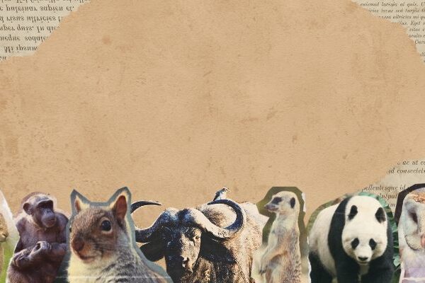 Animais Exóticos de Estimação