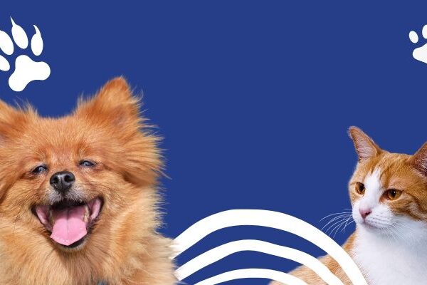 Animais de Estimação Pequenos