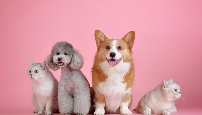 Animais de Estimação