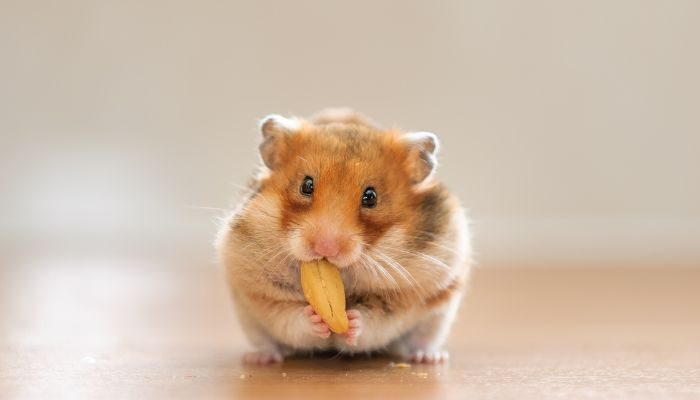 Hamsters