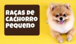 Raças de Cachorro Pequeno