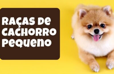 Raças de Cachorro Pequeno