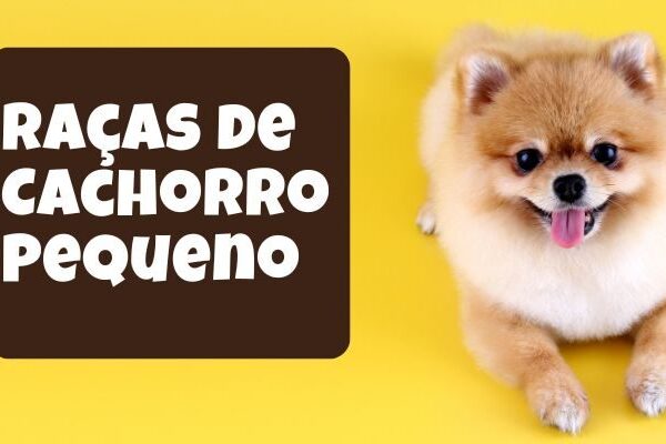 Raças de Cachorro Pequeno