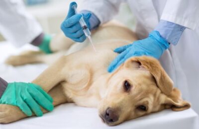 Soro Caseiro para Cachorro