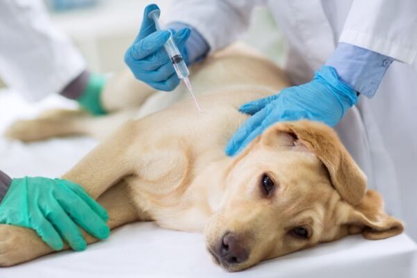 Soro Caseiro para Cachorro