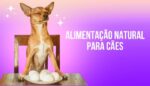 alimentação natural para cães