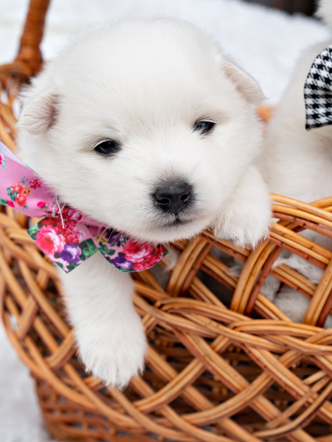 Animal de Apoio Emocional