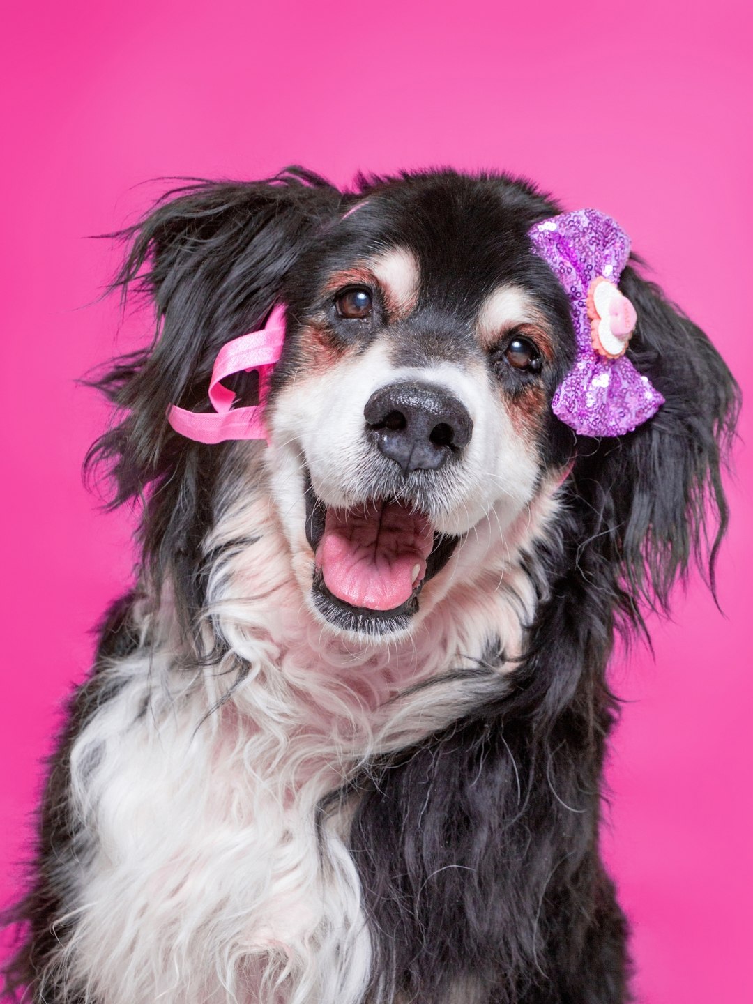 Animal de Apoio Emocional