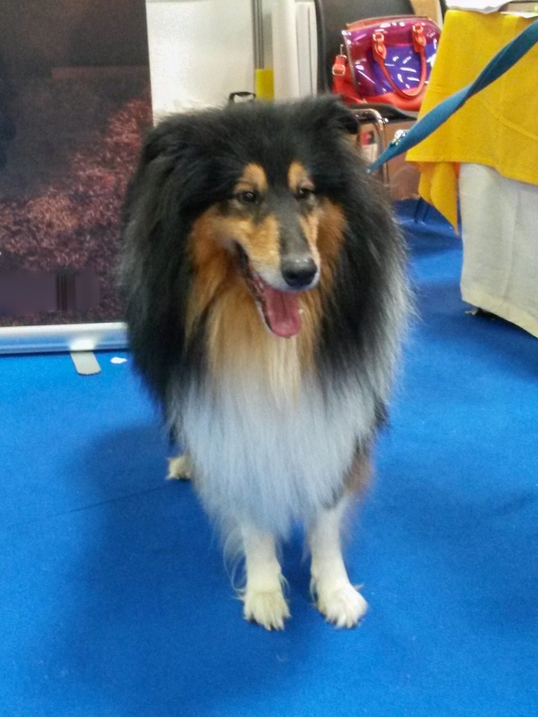 Animal de Apoio Emocional