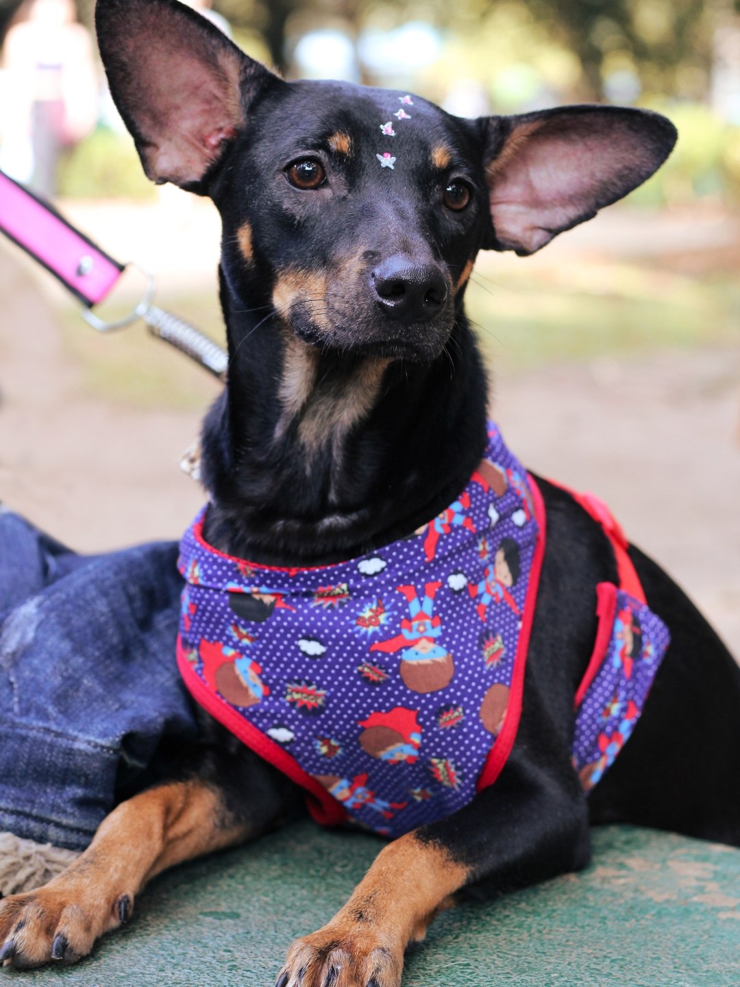 Animal de Apoio Emocional