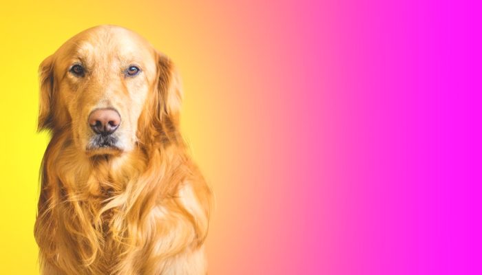 raças de cachorro raças de cachorro