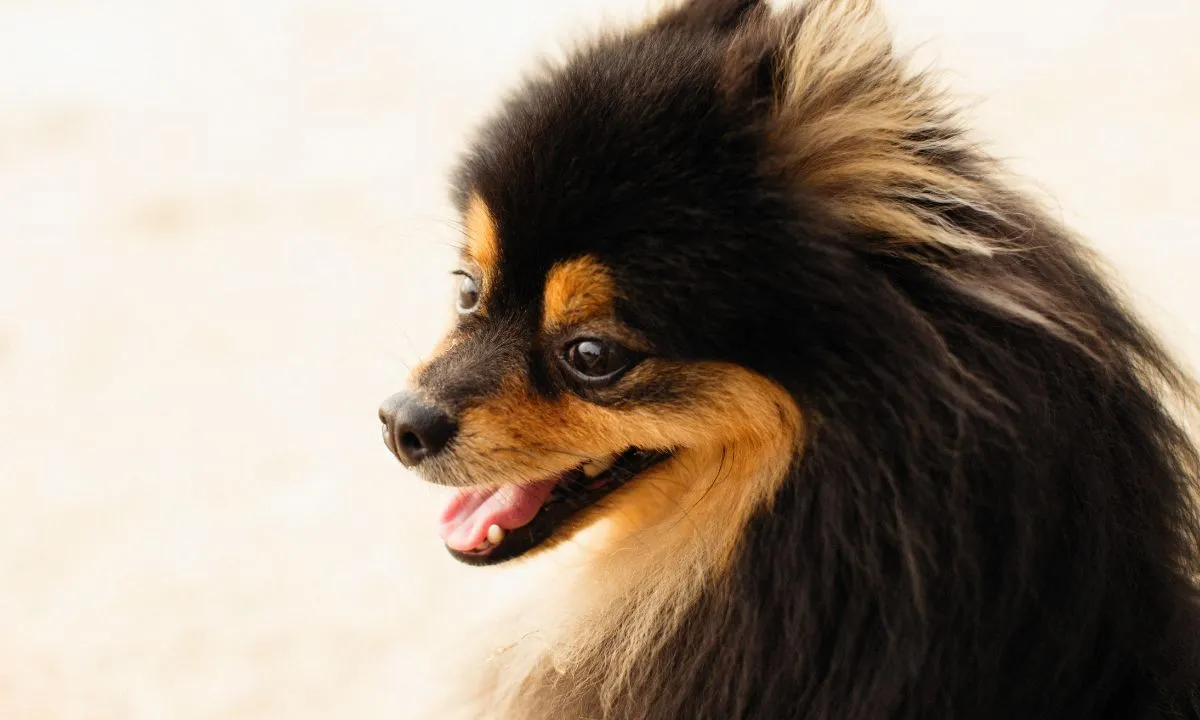 Animal de Estimação para Apartamento Animal de Estimação para Apartamento