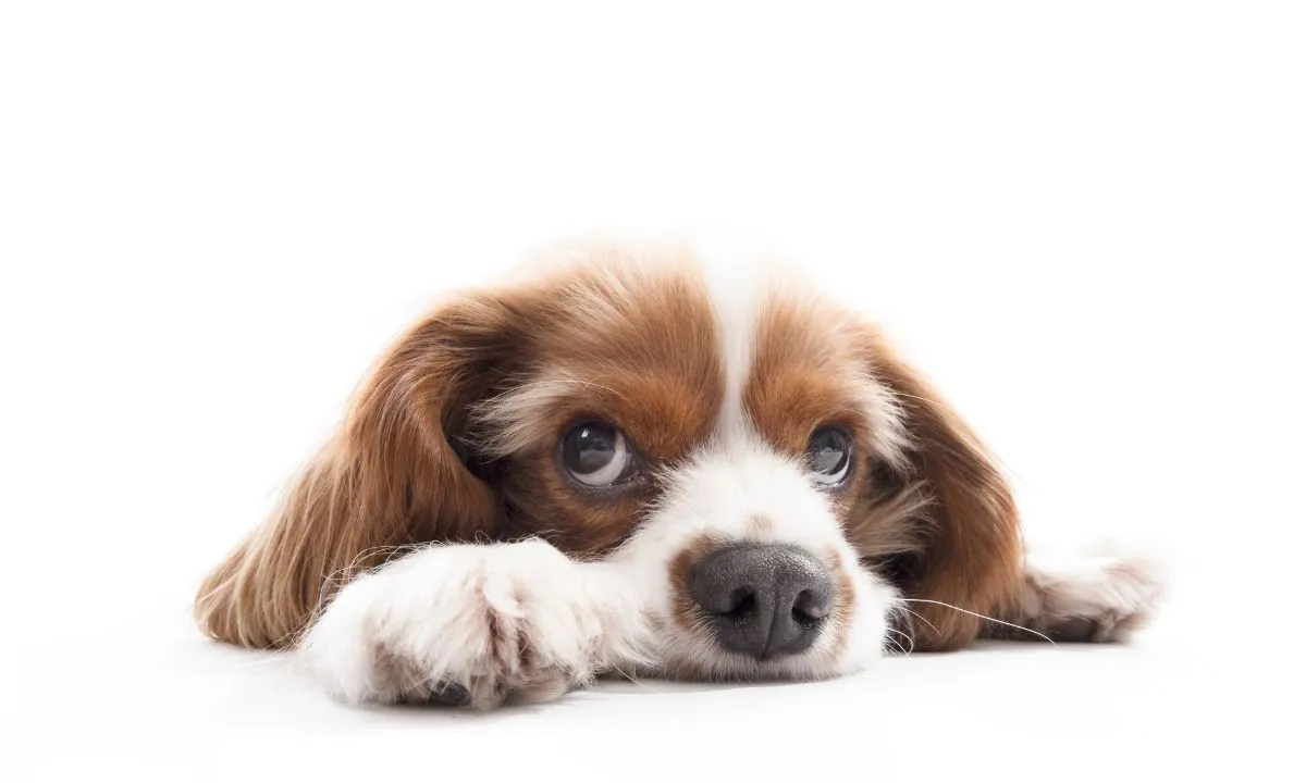 Cachorro Comer Abacate Cachorro Comer Abacate