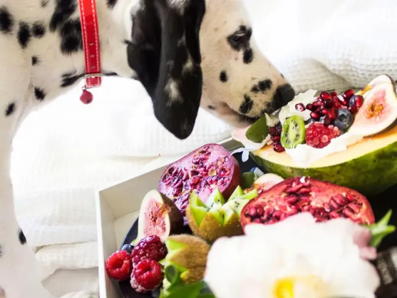 Cachorro Pode Comer Abacate