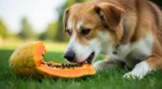Cachorro pode comer mamão