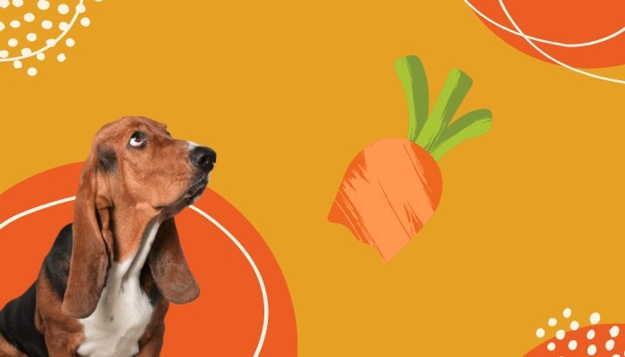 Cachorros podem comer cenoura Cachorros podem comer cenoura (1)
