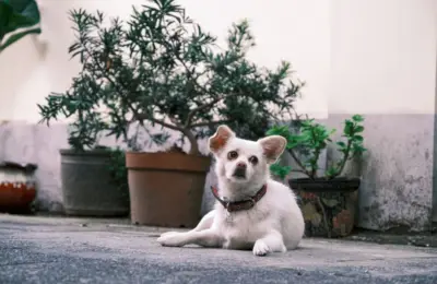 Cães de Pequeno Porte para Espaços Reduzidos