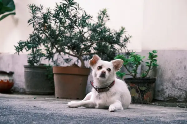 Cães de Pequeno Porte para Espaços Reduzidos