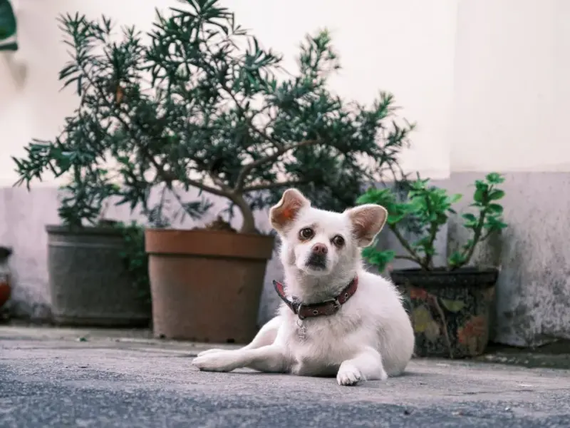 Cães de Pequeno Porte para Espaços Reduzidos