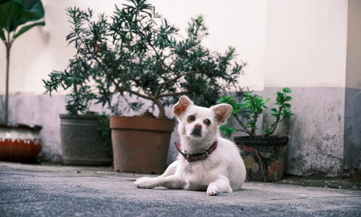 Cães de Pequeno Porte para Espaços Reduzidos Cães de Pequeno Porte para Espaços Reduzidos