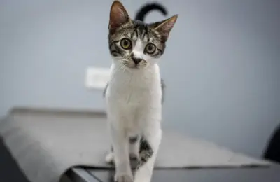 Castração de gato