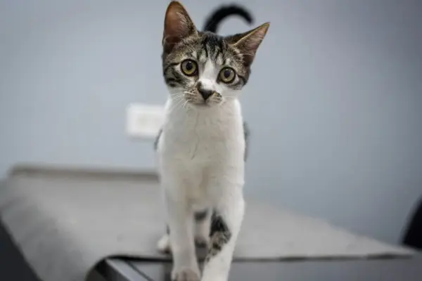 Castração de gato