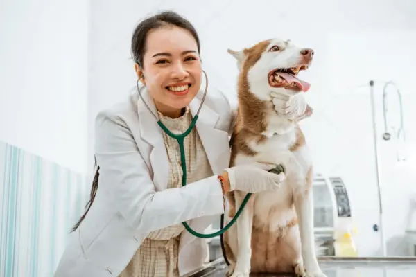 Como Cuidar Dos Seus Animais Domésticos
