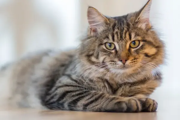 É Possível Ter Gatos em Apartamentos Pequenos