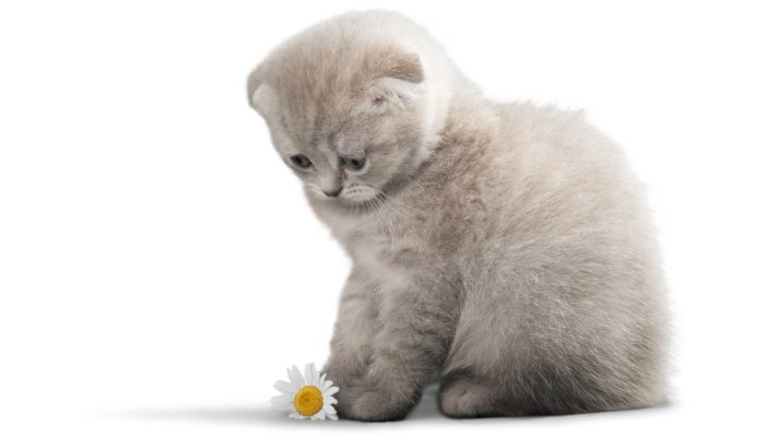 Idade Humana dos Gatos