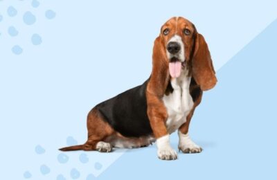 Nome de Cachorro