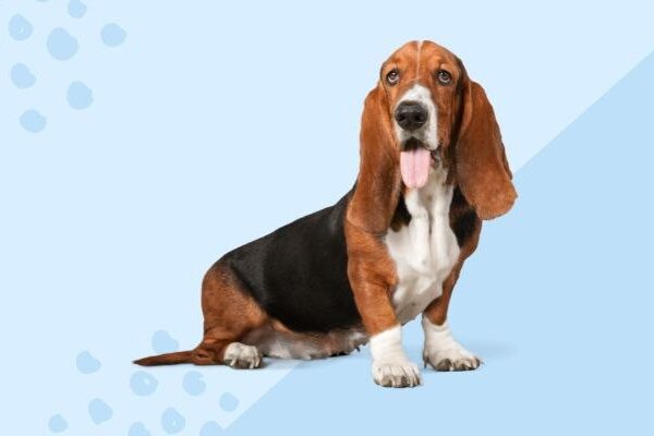 Nome de Cachorro