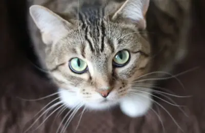Porque o Gato Morde causas