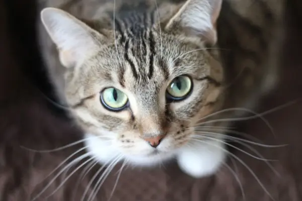 Porque o Gato Morde causas