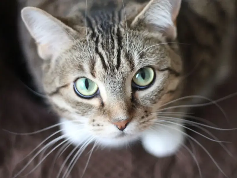 Porque o Gato Morde causas