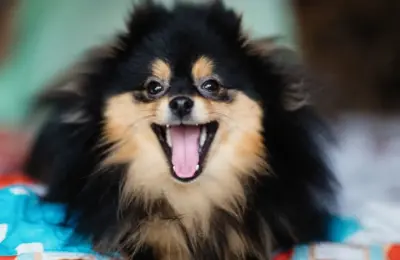 Qual o Melhor Animal de Estimação para Apartamento