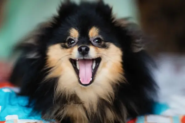 Qual o Melhor Animal de Estimação para Apartamento
