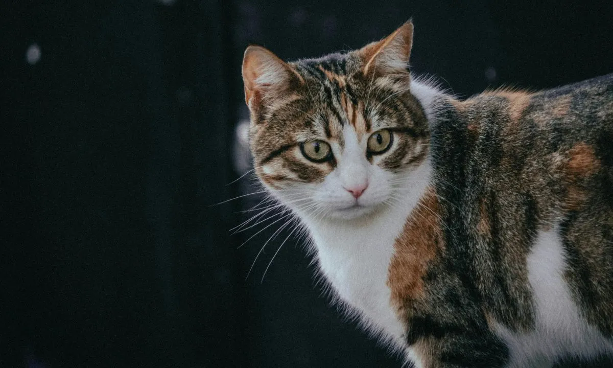 Quanto Dura a Gestação de um Gato