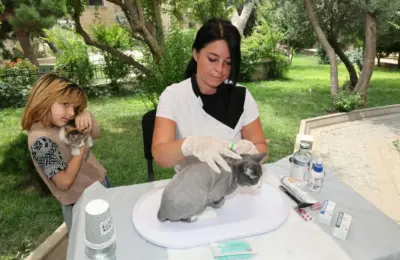 Quanto Tempo Dura a Gestação de um Gato