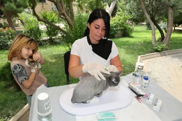 Quanto Tempo Dura a Gestação de um Gato