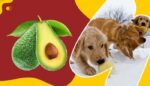 Cachorro Pode Comer Abacate