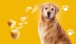 cachorro pode comer batata