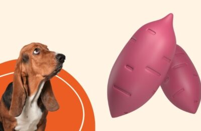 cachorro pode comer batata doce